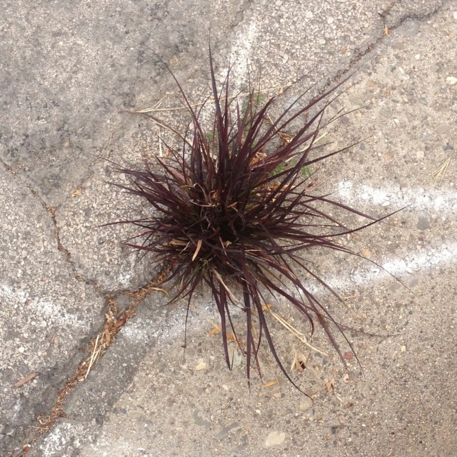 And in this plant bursting through a crack in the concrete
